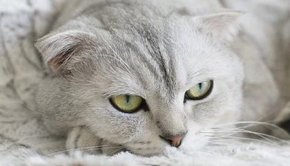 开云kaiyun-复健神技能：快准稳助球员快速恢复，复健运动怎么做