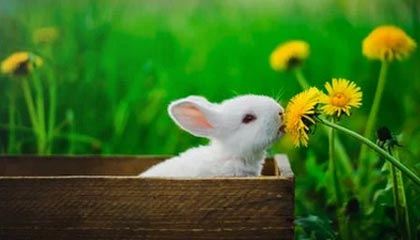 开云kaiyun-复健神技能：快准稳助球员快速恢复，复健运动怎么做